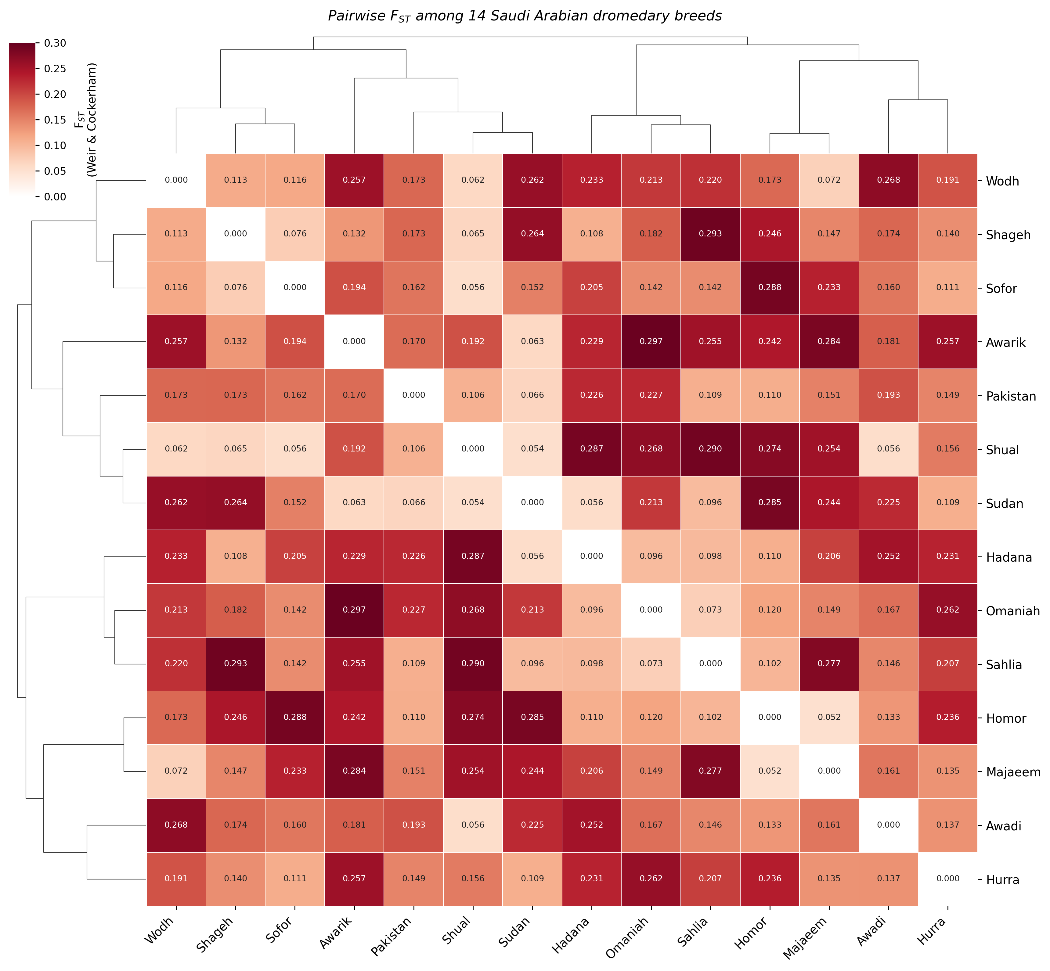 FST · Clustered Heatmap